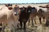 Warrambah - Bundaleer South Plains Road, Cunnamulla, Qld 4490-Image