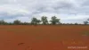 * WILGA, Coolabah, NSW 2831-Image