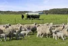 Yaruck Road, Port Campbell, Vic 3269-Image