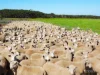 Yaruck Road, Port Campbell, Vic 3269-Image