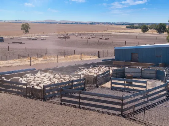 Capitalise on Livestock Market Strength