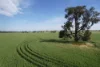 0 Marrar South Road, Yathella, NSW 2650-Image