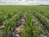0 Parallel Road, Walpeup, Vic 3507
