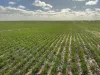 0 Parallel Road, Walpeup, Vic 3507-Image