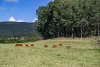 0 Spiller Road, Moy Pocket QLD 4574-Image