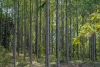 0 Spiller Road, Moy Pocket QLD 4574-Image