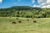 0 Spiller Road, Moy Pocket QLD 4574-Image