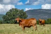 0 Spiller Road, Moy Pocket QLD 4574-Image