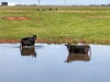 1, Settlement Road, Stratford, Vic 3862-Image