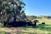 1 Yungermere Road, Gnowellen, WA 6328-Image