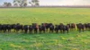 101 Gaffney Road, Coonawarra, SA 5263-Image