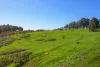 1016 Charley Creek Road (Thomson Brook), Donnybrook, WA 6239-Image