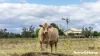 104 Gillespie Road, Freestone, Qld 4370-Image