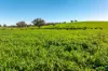 1067 Pulletop Road, Cookardinia, NSW 2650