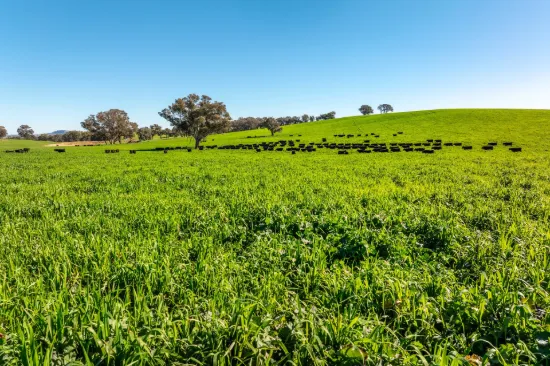 1067 Pulletop Road, Cookardinia, NSW 2650