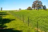 1067 Pulletop Road, Cookardinia, NSW 2650-Image