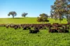 1067 Pulletop Road, Cookardinia, NSW 2650-Image