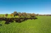 1067 Pulletop Road, Cookardinia, NSW 2650-Image