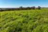 1067 Pulletop Road, Cookardinia, NSW 2650-Image