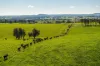 1067 Pulletop Road, Cookardinia, NSW 2650-Image