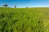1067 Pulletop Road, Cookardinia, NSW 2650-Image