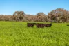 1067 Pulletop Road, Cookardinia, NSW 2650-Image