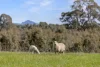 1077 Yarram Gap Road, Willaura, Vic 3379-Image