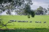 1089 Pedericks Road, Lochaber, SA 5271-Image
