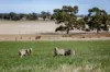 1089 Pedericks Road, Lochaber, SA 5271-Image