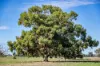 1089 Pedericks Road, Lochaber, SA 5271-Image