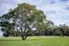 1089 Pedericks Road, Lochaber, SA 5271-Image