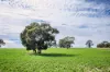 1089 Pedericks Road, Lochaber, SA 5271-Image