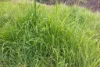 1102 Woodburn Emello Road, Barraba, NSW 2347-Image