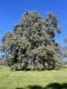 111 Forrest St, Boddington, WA 6390-Image