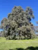 111 Forrest Street, Boddington WA 6390-Image