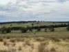 1157 Coonabarabran Road, Mendooran, NSW 2842-Image