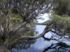 1181, Scott River WA 6288-Image