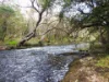 1181, Scott River WA 6288-Image