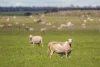 120 Millers Road, Skipton, Vic 3361-Image
