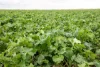 120 Millers Road, Skipton, Vic 3361-Image