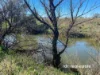 1223 Karoola Road, GRAMAN, Inverell, NSW 2360-Image