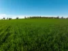126 Coursing Park Road, Downside NSW 2650-Image