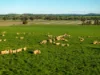 126 Coursing Park Road, Downside NSW 2650-Image