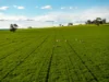 126 Coursing Park Road, Downside NSW 2650-Image