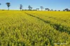 127 Mailey Road, West Ballidu, WA 6606-Image