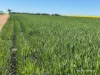 127 Mailey Road, West Ballidu, WA 6606-Image