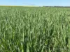 127 Mailey Road, West Ballidu, WA 6606-Image
