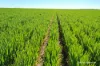 127 Mailey Road, West Ballidu, WA 6606-Image