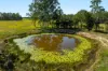 1295 Ellangowan Road, Ellangowan, NSW 2470-Image