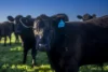 12R Quamby Road, Wongarbon, NSW 2831-Image